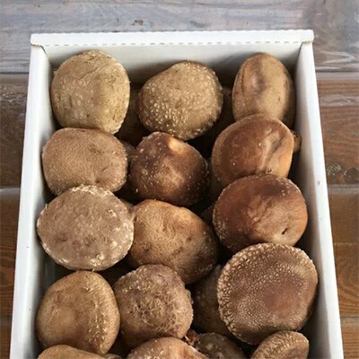 「原木しいたけ」詰め合わせ 約1.0 kg/日本農業賞大賞の農園が生産