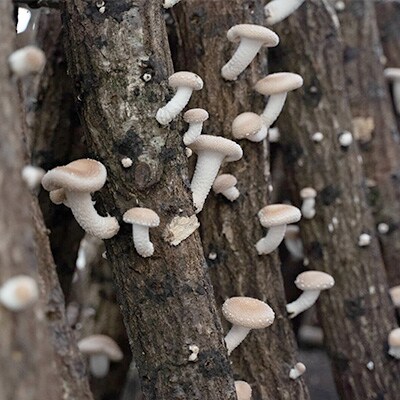 「原木しいたけ」詰め合わせ 約1.0 kg/日本農業賞大賞の農園が生産