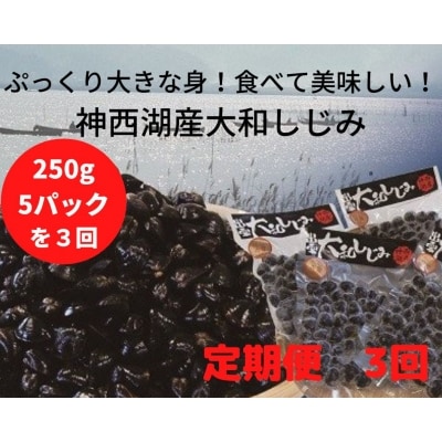 ぷっくり大きな身!食べて美味しい!神西湖産大和しじみ<3回定期便>【3-052】