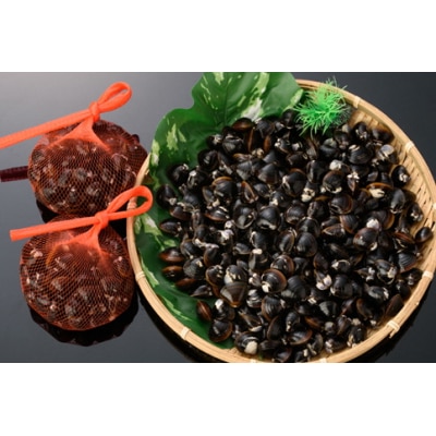 宍道湖漁師の大盛Lサイズ1.5kg大和しじみ(しめ縄干支箸付)【1_1-066】