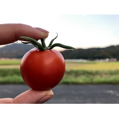 出雲の國からの贈り物～トマトを超えた超トマト1kg【1_2-020】