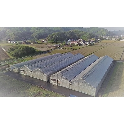 出雲の國からの贈り物～トマトを超えた超トマト1kg【1_2-020】