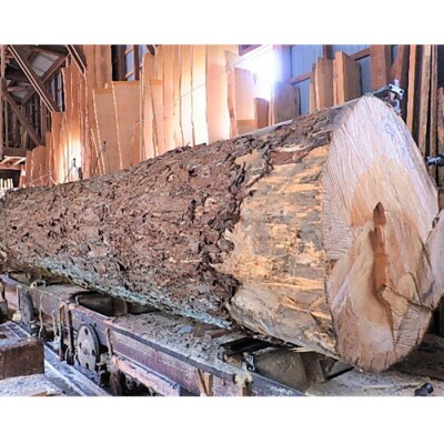 銀杏のまな板(クエ、マグロ用)【20-003】