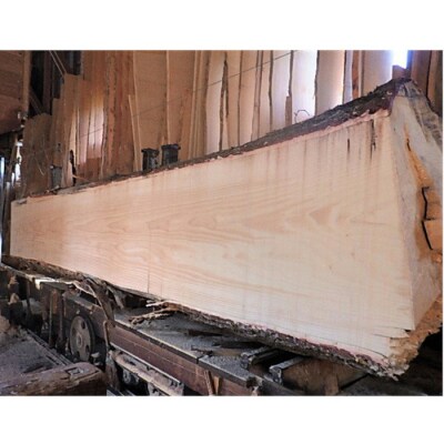 銀杏のまな板(クエ、マグロ用)【20-003】