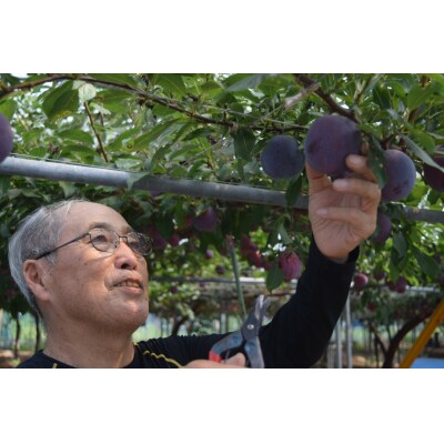 いずもプラム【1-094】