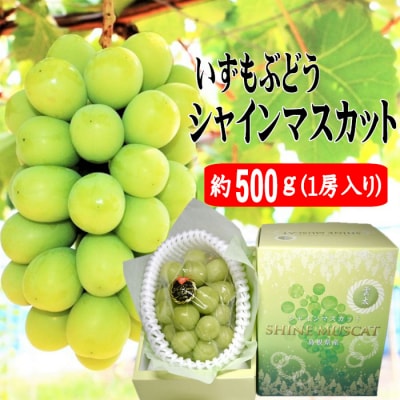 【2026年8月中旬以降発送】いずもぶどう　シャインマスカット(500g見当)【1-093】