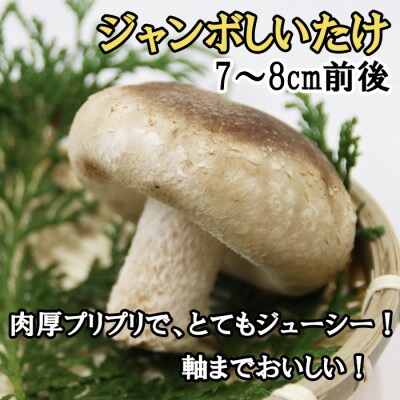 神々の国　出雲しいたけジャンボ生しいたけ詰合せ【1-293】