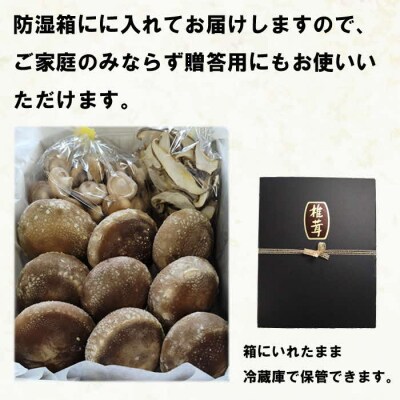 朝採り新鮮!分厚いしいたけ　チビしいたけセット【1_5-041】
