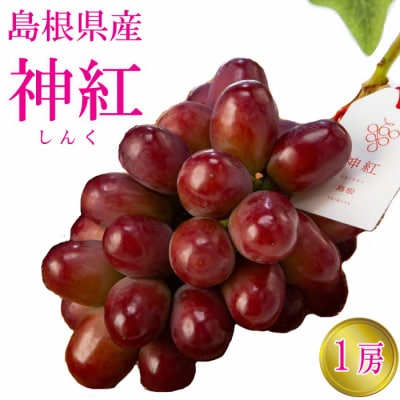 島根県オリジナル品種　神紅1房(500g見当) 甘い 美味しい 新鮮  ぶどう フルーツ 果物 出雲