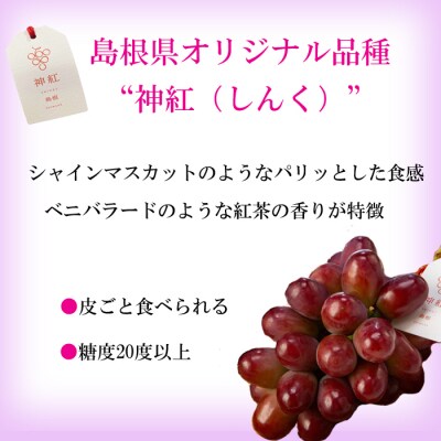 島根県オリジナル品種　神紅1房(500g見当) 甘い 美味しい 新鮮  ぶどう フルーツ 果物 出雲