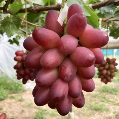 島根県オリジナル品種　神紅1房(500g見当) 甘い 美味しい 新鮮  ぶどう フルーツ 果物 出雲