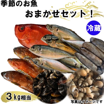 季節のおさかな、おまかせセット!3K相当【2-113】