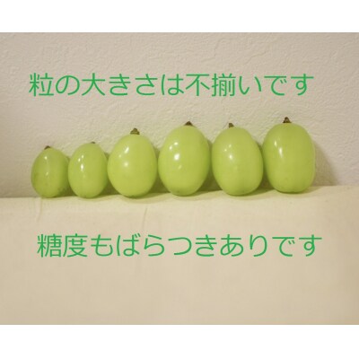 【2026年7月下旬以降発送】いずもぶどう 訳ありシャインマスカット(粒っこ)1kg見当 新鮮 甘い