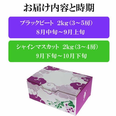 【2026年8月中旬以降発送】【2回定期便】【農家直送】厳選シャインマスカットとブラックビートの定期