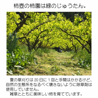 【柿専業の農家が作る】出雲産西条柿　5kg【1_8-018】
