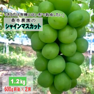 「できるだけ有機に近い形で栽培したい」 桑本農園のシャインマスカット1.2kg(600g前後×2房)