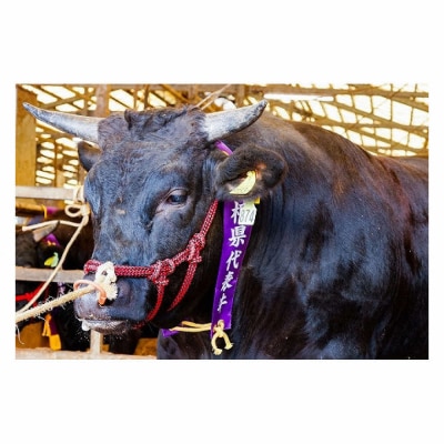 藤増 しまね和牛肩ロース スライス 550g【冷蔵】