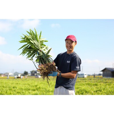 出雲生姜シロップ3本セット