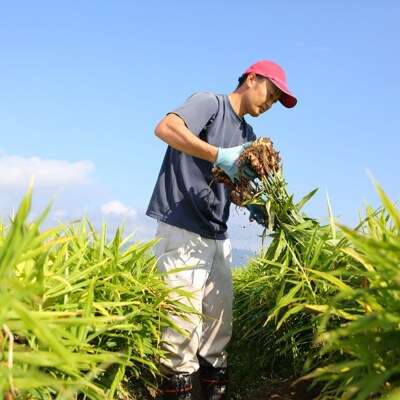 出雲生姜(青果)