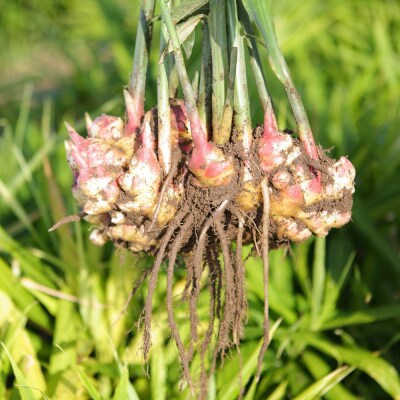 出雲生姜(青果)
