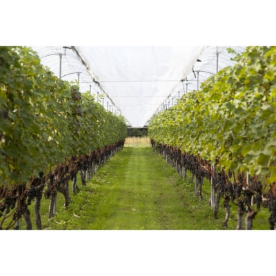 100%ぶどうジュース甲州4本セット