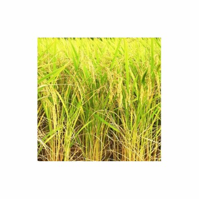 【ふるさと納税】お米　令和7年産　出雲コシヒカリ5kg