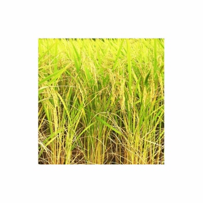 【ふるさと納税】お米　令和7年産　出雲コシヒカリ5k×2袋