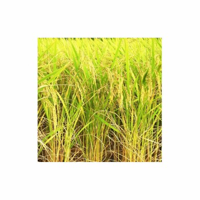 【ふるさと納税】お米　令和7年産　出雲きぬむすめ5kg×2袋