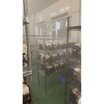 いりすのきのこ　乾燥きくらげ(20g×4パック)