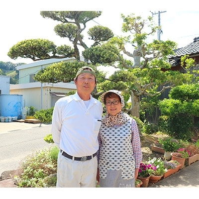 【 味特選 】平均糖度12度以上! 濃厚完熟有田みかん 10kg 【ご家庭用 サイズ混合】