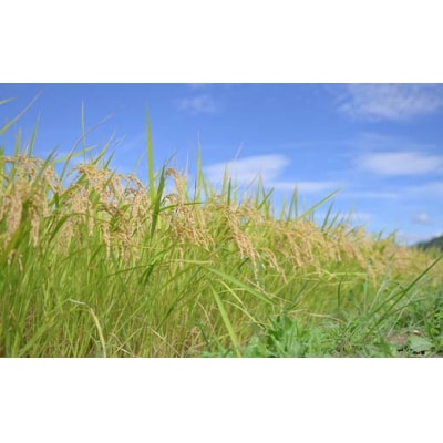 令和7年度 山形県産 はえぬき 20kg(5kg×4) 精米F7W-0260 