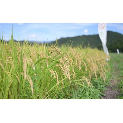 令和7年度 山形県産 つや姫 20kg(5kg×4) F7W-0328