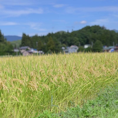 【新庄市×戸沢村 共通返礼品】厳選米 食べ比べ定期便 10kg(5kg×2回) FAE-0015