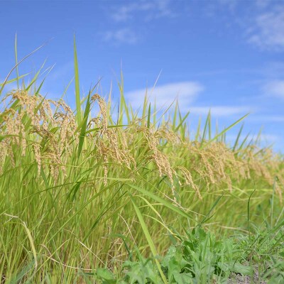 【定期便3回】山形県産 はえぬき 5kg×3回 合計15kg F7W-0257