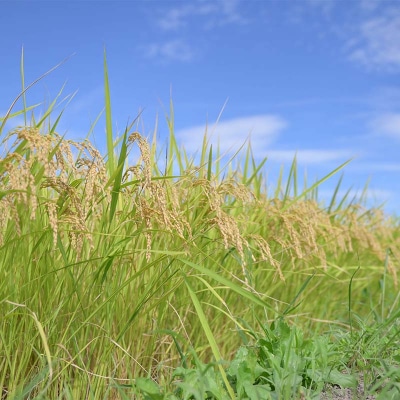 【定期便3回】山形県産 はえぬき 10kg(5kg×2)×3回 合計30kg F7W-0125