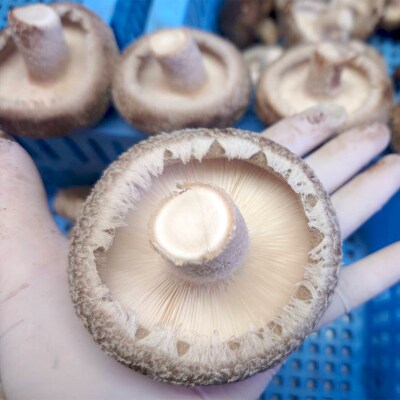山形県 戸沢村産 乾燥 スライス 椎茸 700g(70g×10袋) F7W-0275