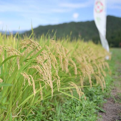 ≪新米先行予約≫【定期便6回】令和8年度 山形県産 雪若丸 5kg×6回 F7W-0391