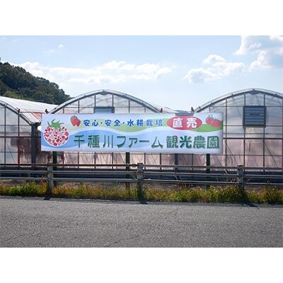 【観光農園千種川ファーム】いちご狩りチケット。2名様(小学3年生以上)