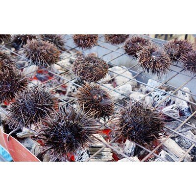 21年6月発送 殻付き活ウニの詰め合わせ1kg 10個前後 お礼品詳細 ふるさと納税なら さとふる