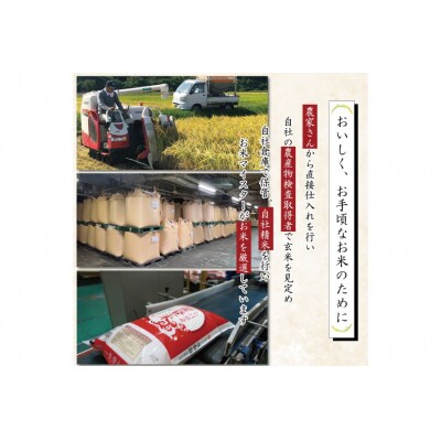 米 令和6年 能登米 こしひかり 精米 10kg [中橋商事 石川県 宝達志水町 38601194]