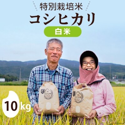 先行受付 特別栽培米 コシヒカリ 白米 10kg 農家にしの 38600243