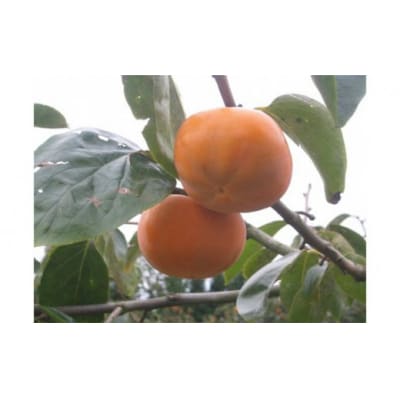 先行受付 紋平柿(さわし柿)1箱(2.5kg) [東間生産組合 宝達志水町 38600413] 