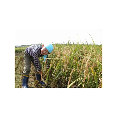 【3回 定期便 】米 コシヒカリ「弘宝米」 精米 5kg 総計 15kg [38601282]