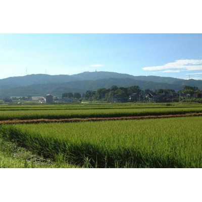 米 定期便 3回 コシヒカリ「弘宝米」 玄米 10kg 計30kg [中西農場 38601286] 