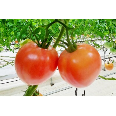 無添加 ドライトマト 大玉 計20g 国産 トマト [モアショップヤマモト 38600541] 
