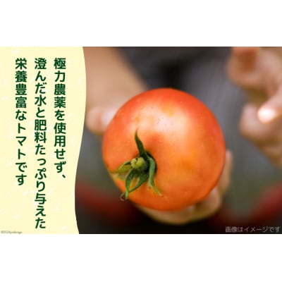 志宝トマト 大玉 約2kg [モアショップヤマモト 石川県 宝達志水町 38601138]