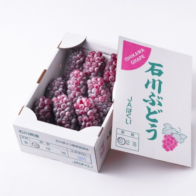 先行受付 デラウエア 約2kg(8房～14房程度) [はくい農業協同組合 石川県 38600685]