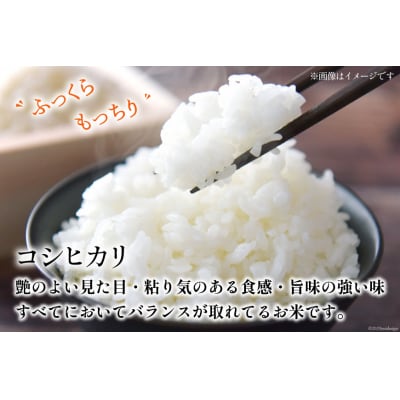 【先行受付】 米 令和6年 コシヒカリ 白米 900g(6合) [みどりの波 38600727]