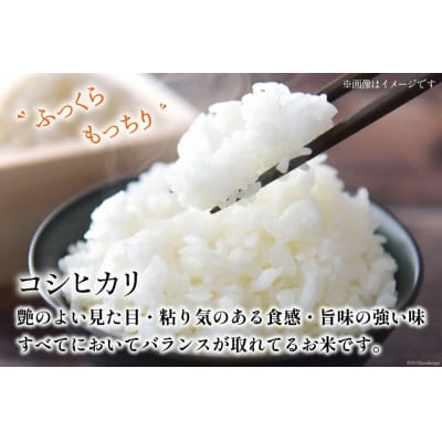 【期間限定発送】米 令和6年 コシヒカリ 白米 450g(3合) [38600896] 