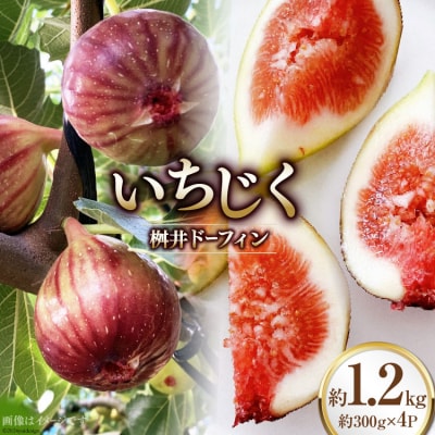 いちじく 桝井ドーフィン 約1.2kg (約300g×4パック) [38601068]